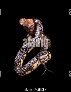 Spilotes puillatus / Giallo serpente di ratto Foto Stock