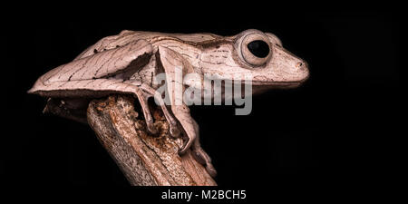 Polypedates otilophus / File-eared raganella Foto Stock