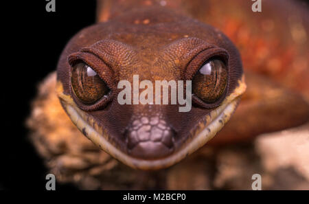 Felinus Aeluroscalabotes / gatto geco Foto Stock