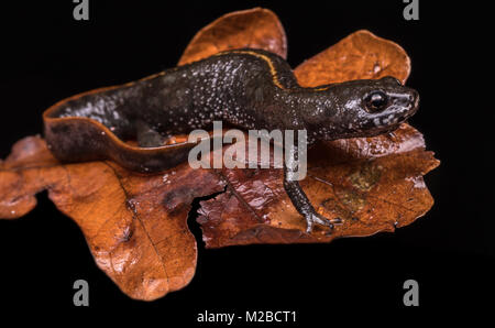 Triturus dobrogicus / Danubio tritone crestato Foto Stock