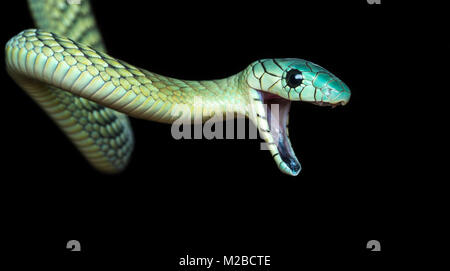 Dendroaspis viridis / Western green mamba Foto Stock