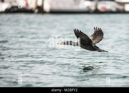 Un colpo di un basso di volo di uccelli in Porto delle Channel Islands Foto Stock