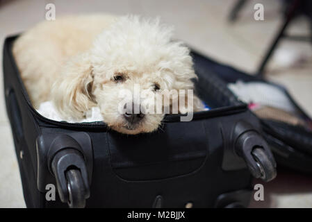 Dormendo cane barboncino in valigia in attesa per il viaggio Foto Stock