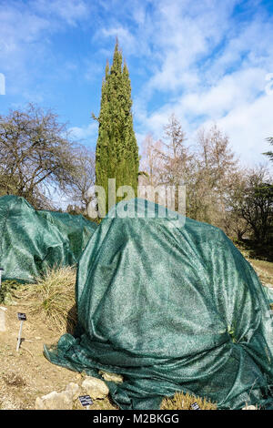 Piante ricoperte di rocce e protette dal gelo invernale piante protettive invernali in giardino, giardino vegetale sostenibile Foto Stock