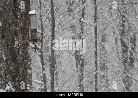 Femmina Cardinale settentrionale seduto su un cortile bird feeder in una forte tempesta di neve in inverno a Toronto in Canada con House Finch e passeri Foto Stock