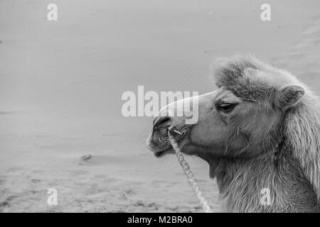 Camel III, badain jaran Foto Stock