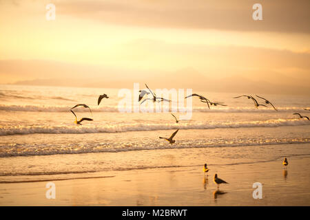 Flock of Seagulls sulla spiaggia di La Serena, Cile Foto Stock