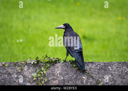 Rook su una parete Foto Stock