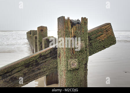 Lichene verde coperta vecchi pennelli di legno su un wet spiaggia sabbiosa che guarda al mare. Barmouth Beach, il Galles del Nord Foto Stock