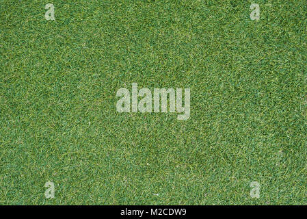 Verde erba texture sotto la luce del giorno utile per lo sfondo Foto Stock