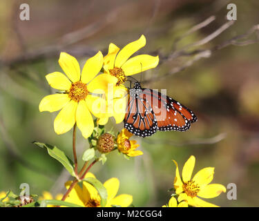 Un Queen butterfly che mostra la parte inferiore di è ali come si atterra sul luminoso giallo fiori selvatici. Foto Stock