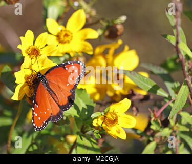 Regina butterfly (Danaus gilippus) in Florida inverno Foto Stock