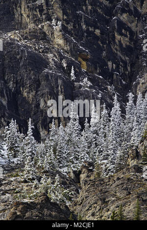 Alberta paesaggio con inizio, luce, neve farinosa su alberi. La posizione è in Bow Valley Parco Provinciale nel mese di settembre. Foto Stock