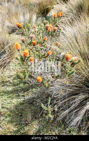Chuquiragua fiore andina vicino Vulcano Chimborazo in Ecuador Foto Stock