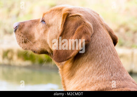 Vista laterale della volpe rossa labrador retriever Foto Stock