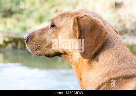 Vista laterale della volpe rossa labrador retriever Foto Stock