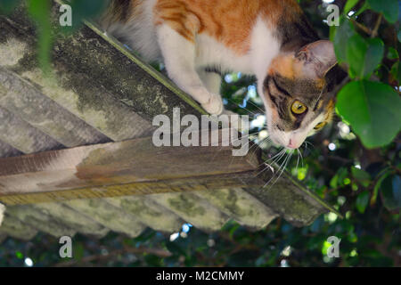 Gatto la caccia sul tetto Foto Stock