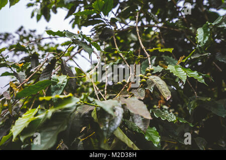 La coltivazione del caffè sull'isola di Santo Antao, Capo Verde Foto Stock