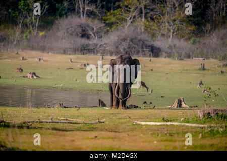 Enorme massiccio lungo il brosmio elefante indiano dopo il bagno di fango in habitat naturale su una luminosa giornata di sole Foto Stock