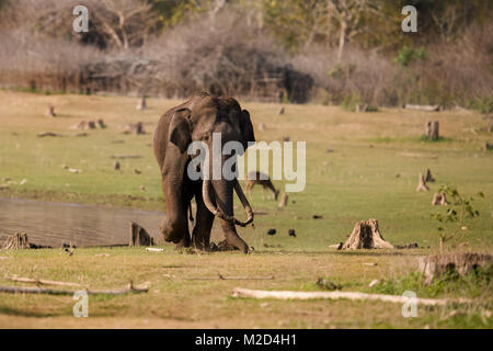 Enorme massiccio lungo il brosmio elefante indiano dopo il bagno di fango in habitat naturale su una luminosa giornata di sole Foto Stock