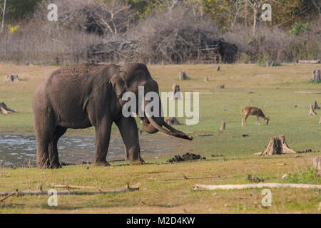 Enorme massiccio lungo il brosmio elefante indiano dopo il bagno di fango in habitat naturale su una luminosa giornata di sole Foto Stock