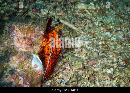 Un bianco macchiato il granchio di hermit attraversando a piedi il reef Foto Stock