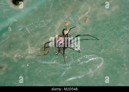 Redback Spider, (Latrodectus hasseltii), femmina. Foto Stock