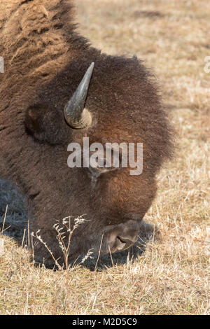 Ritratto di bisonti americani Foto Stock