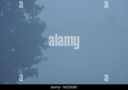 Alberi nella nebbia. Meteo variabile. Swit prato. Mattina con la rugiada Foto Stock