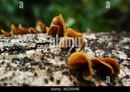 La crescita fungina su un decadimento ramo di quercia Foto Stock