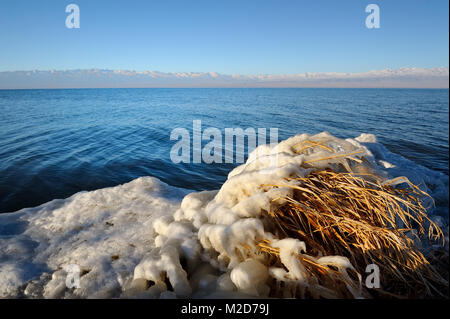 Un reed congelati in Issyk-Kul lago. Foto Stock