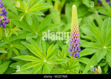 Fioritura di Fiori di lupino sul letto di fiori nel giardino Foto Stock