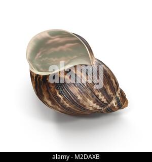 Marginata Shell sul bianco. 3D illustrazione Foto Stock