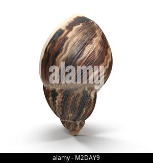 Marginata Shell sul bianco. 3D illustrazione Foto Stock