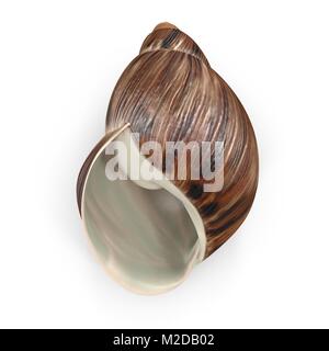 Marginata Shell sul bianco. 3D illustrazione Foto Stock