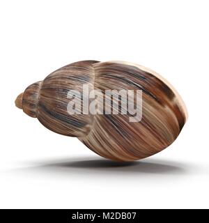 Marginata Shell sul bianco. 3D illustrazione Foto Stock