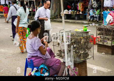 Una donna birmano, con Thanakha sul suo viso, uccelli di vendita al di fuori di Shwedagon pagoda. Gli uccelli liberati dalle gabbie sovraffollate per fortuna e merito. Yangon Foto Stock