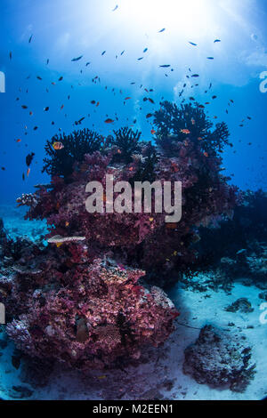 Anathias pesce che nuota su vari tipi di coralli duri Foto Stock