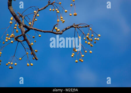 Brahma Banyan è un albero a foglie decidue fino a 70 piedi di altezza. Nativo di parti dell Africa e India. Liscio all'indietro. Di forma ovale-ellittica foglie con superficie ruvida Foto Stock