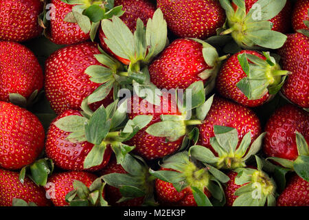 Rosso fresco Fragole Shot direttamente dall'alto in Studio Foto Stock