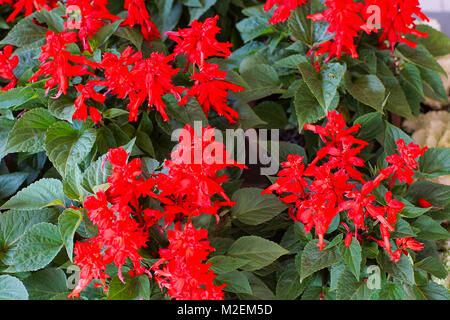 Begonia Red cascata, estremamente attraente cultivar di Begonia con completamente raddoppiata penduli fiori. Angelo conformato ad ala foglie e fiorisce abbondantemente. Foto Stock