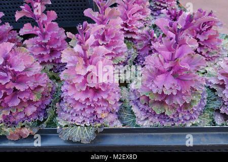 Brassica oleracea acephala o noto come cavolo ornamentale rosa - Kale Foto Stock