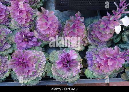 Brassica oleracea acephala o noto come cavolo ornamentale rosa - Kale Foto Stock