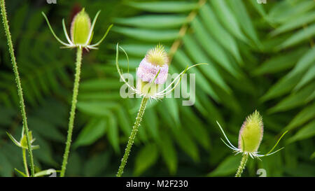 Una bella immagine di 3 Teasel (scheda thistle) & medio thistle di fiori sono parzialmente assente o mangiato. Io amo la simmetria naturale di questa immagine! Foto Stock