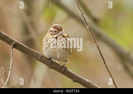 Una bella femmina Reed Bunting (Emberiza schoeniclus) appollaiato su un ramoscello nel letto di reed. Foto Stock