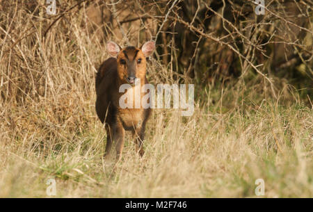 Una splendida femmina Muntjac Deer (Muntiacus reevesi) alimentazione in corrispondenza di un bordo di una foresta su una soleggiata giornata invernale. Foto Stock