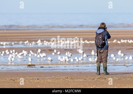 Birdwatching, birdwatching, birdwatching, binocoli di osservazione della fauna selvatica, oscilloscopi, ottiche, treppiedi a Southport, Merseyside. 7 febbraio 2018. Regno Unito Meteo. Una splendida giornata di sole sul nord-ovest dell'Inghilterra, mentre un birdwatcher cattura alcune immagini ravvicinate di gabbiani, uccelli marini e uccelli marini comuni sulle sabbie dorate della spiaggia di Southport a Merseyside. Foto Stock