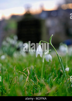 Tissington Village, Derbyshire. 7 febbraio, 2018. Regno Unito: Meteo Snowdrop fiore nel villaggio Tissington, Parco Nazionale di Peak District, Derbyshire, Inghilterra, UK Credit: Doug Blane/Alamy Live News Foto Stock