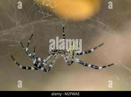 Tenda a cupola spider Cyrtophora moluccensis, Thailandia Foto Stock