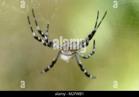 Tenda a cupola spider Cyrtophora moluccensis, Thailandia Foto Stock